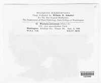 Rhytisma punctatum image